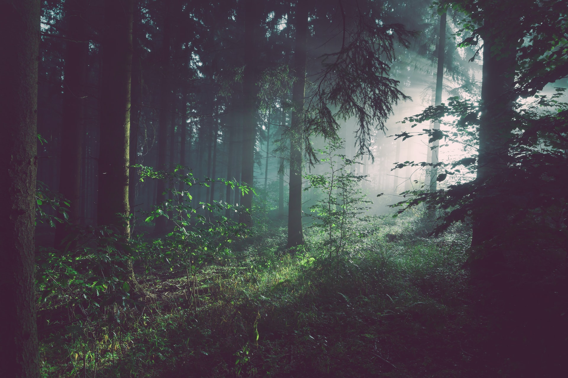a coniferous forest